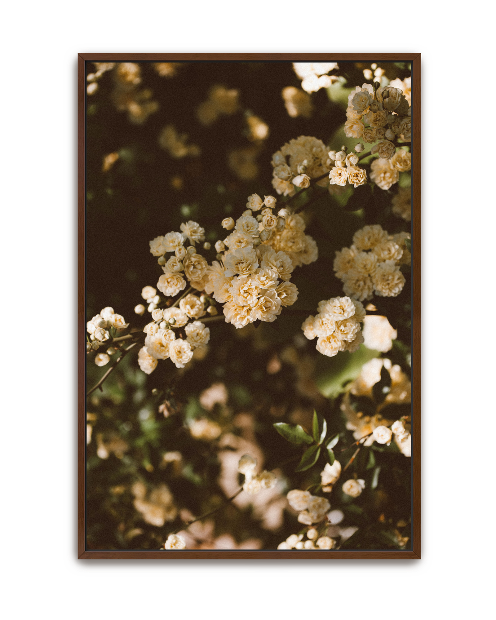 wandering-vine-walnut-canvas.png