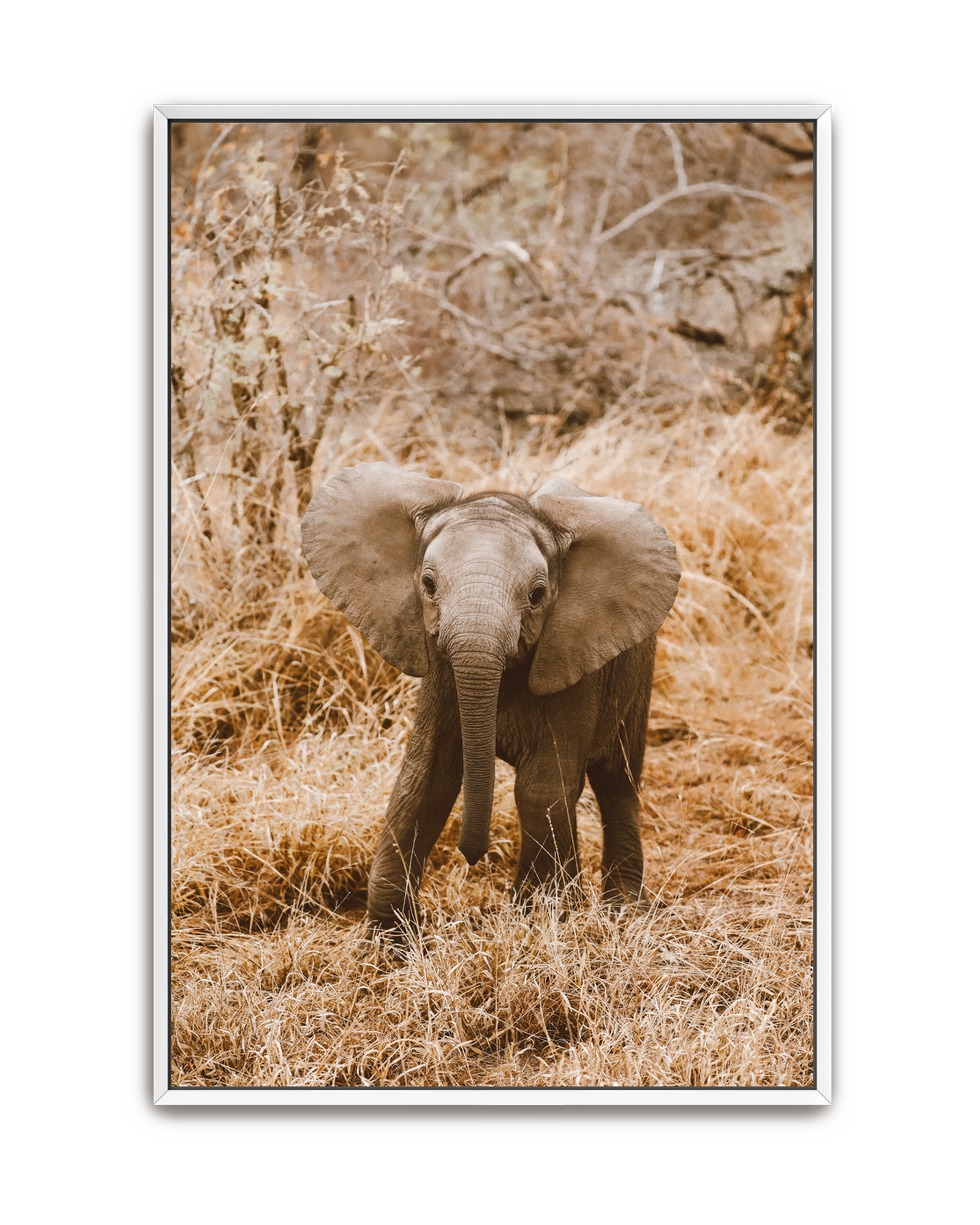 elephant-white-canvas.png