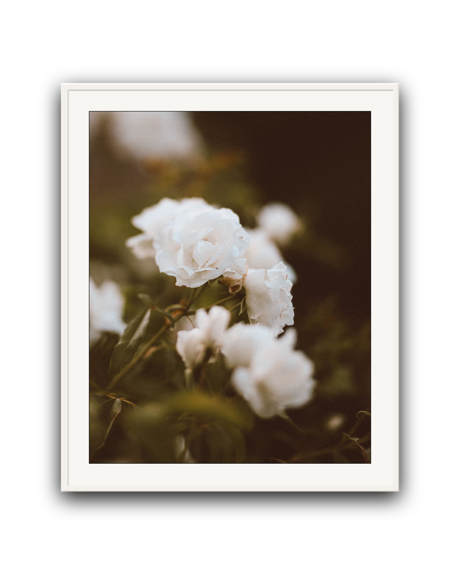 Ephemeral- Limited Edition