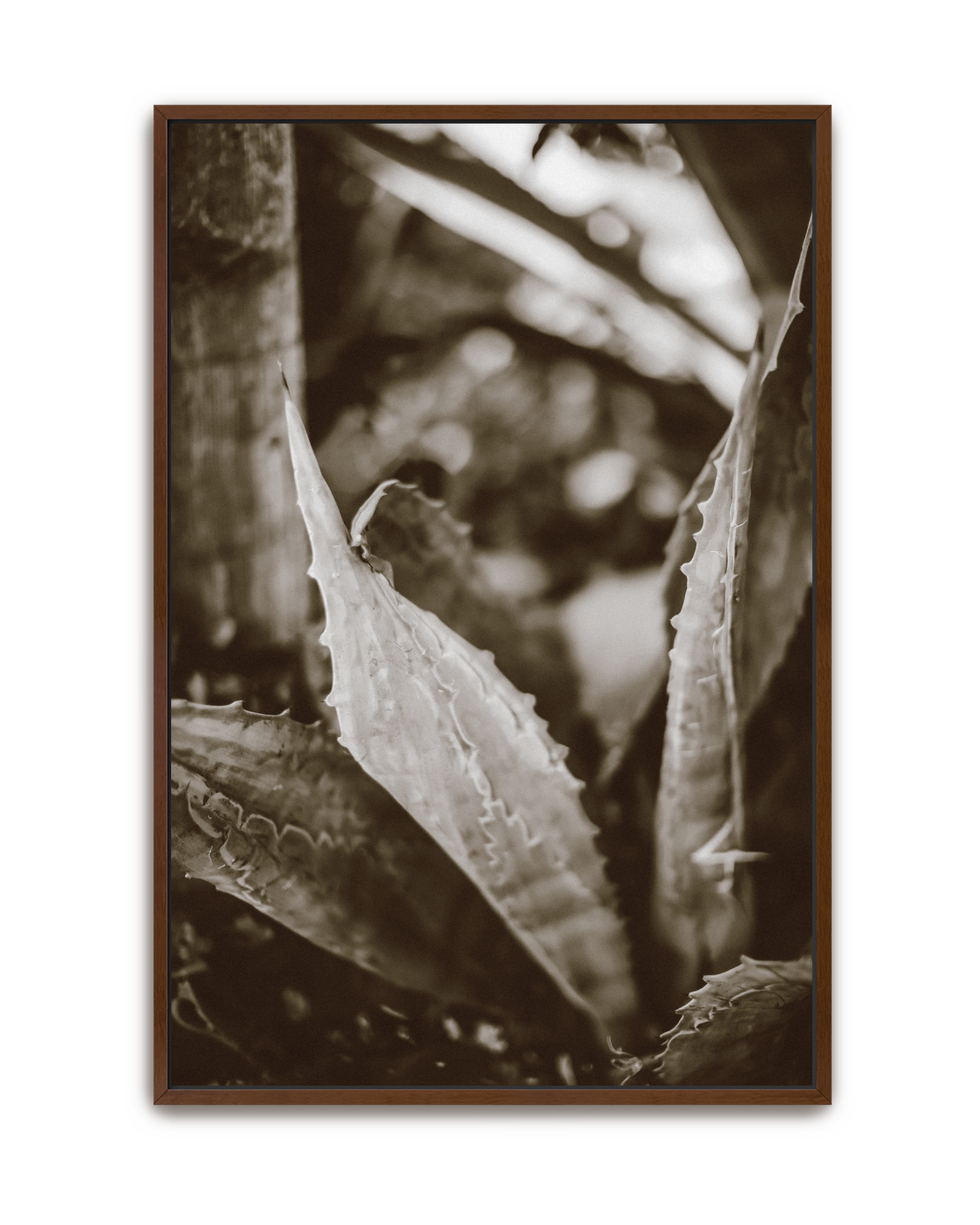 aloe-noir-walnut-canvas.png