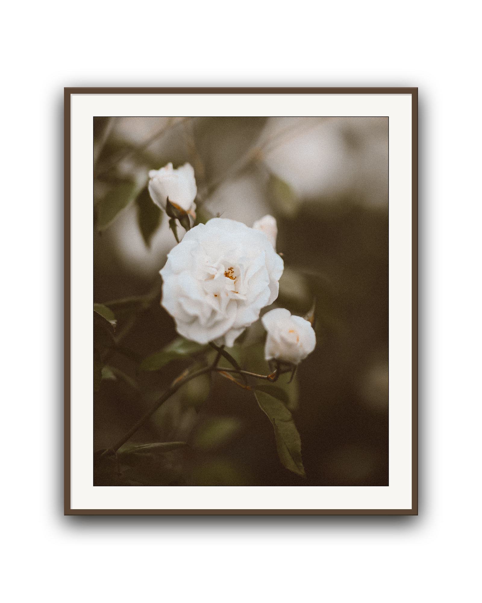 hushed-bloom-walnut-matted.png