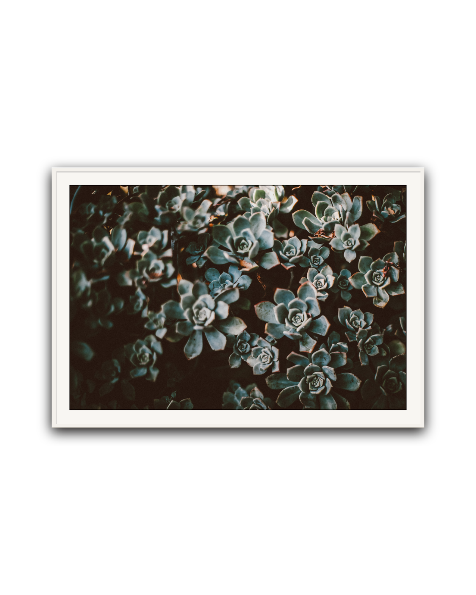Stone Roses