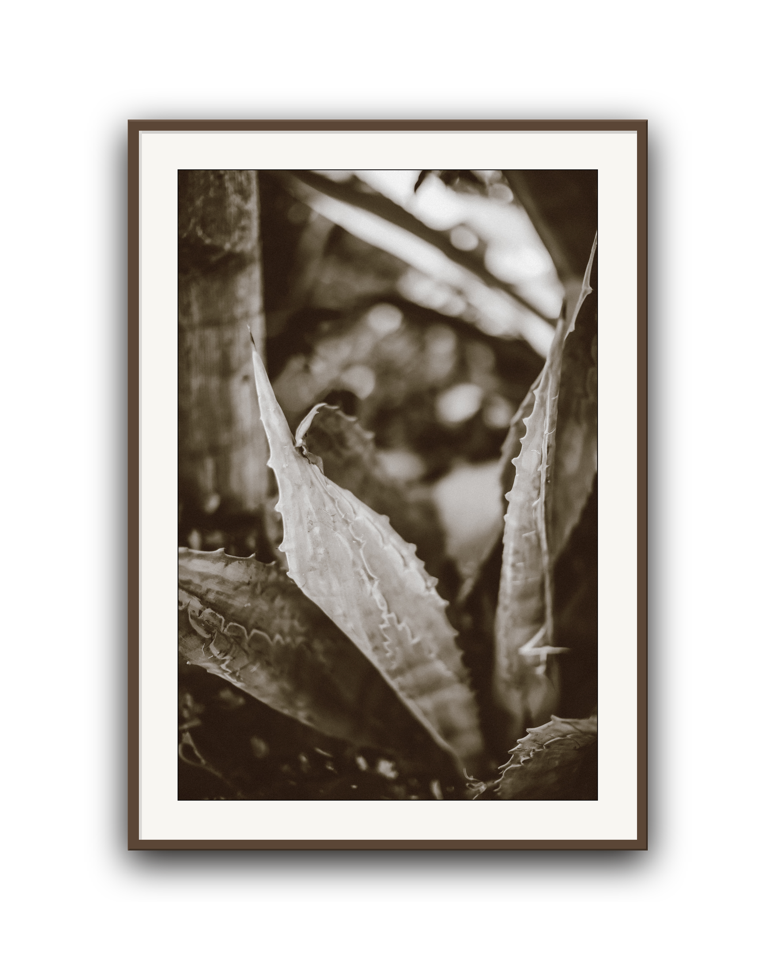 aloe-noir-walnut-matted.png