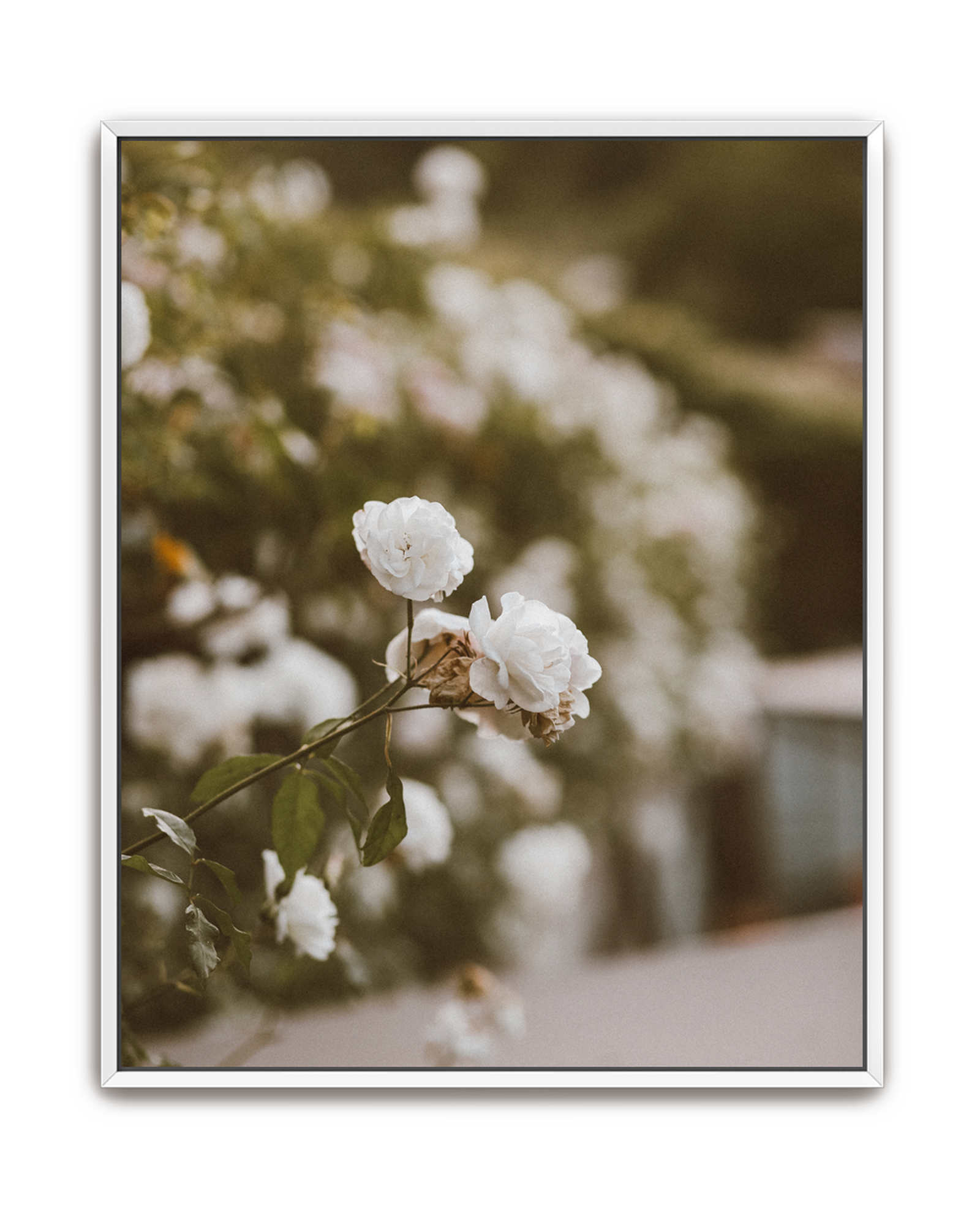 snowdrift-white-canvas.png
