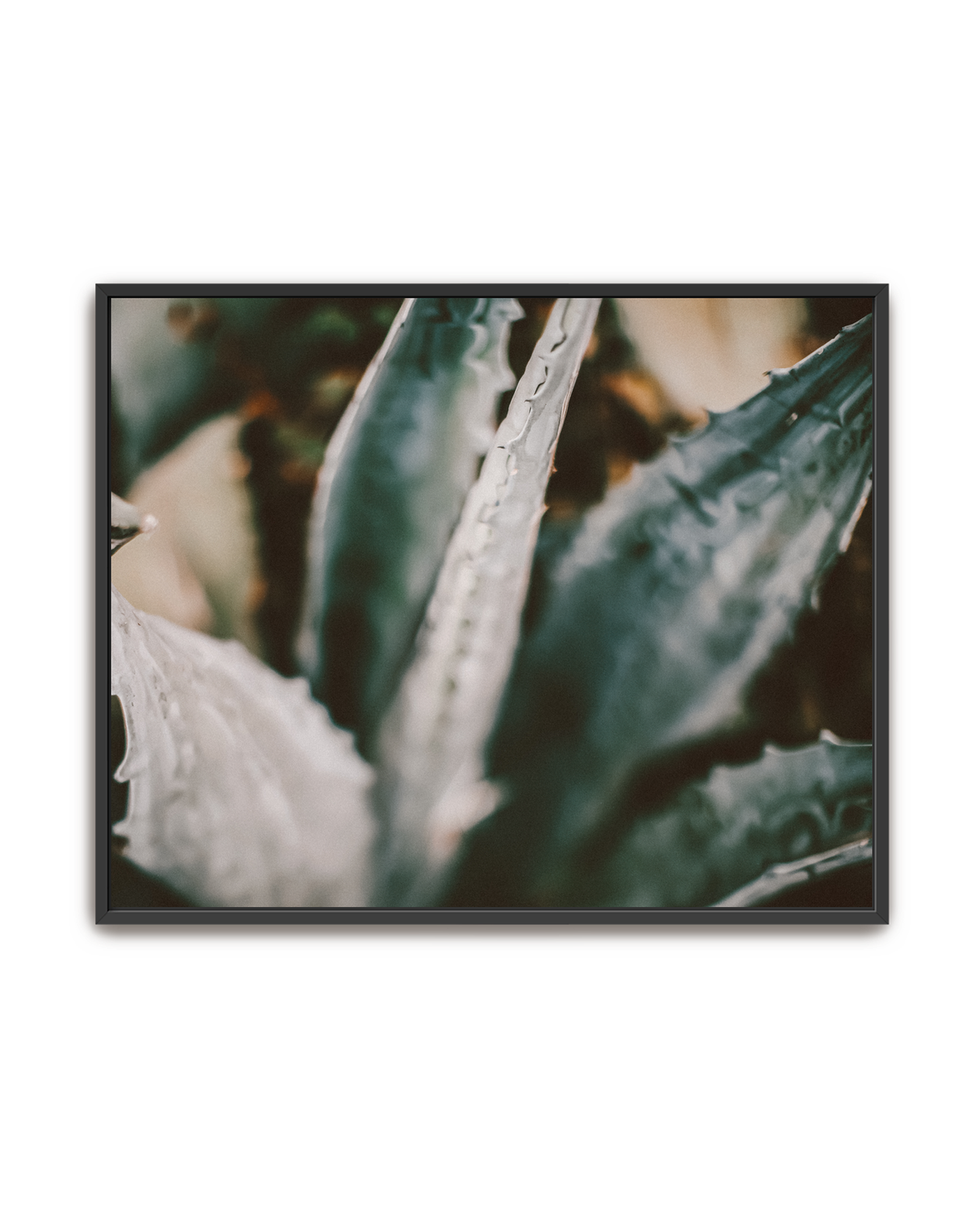 blue-agave-black-canvas.png