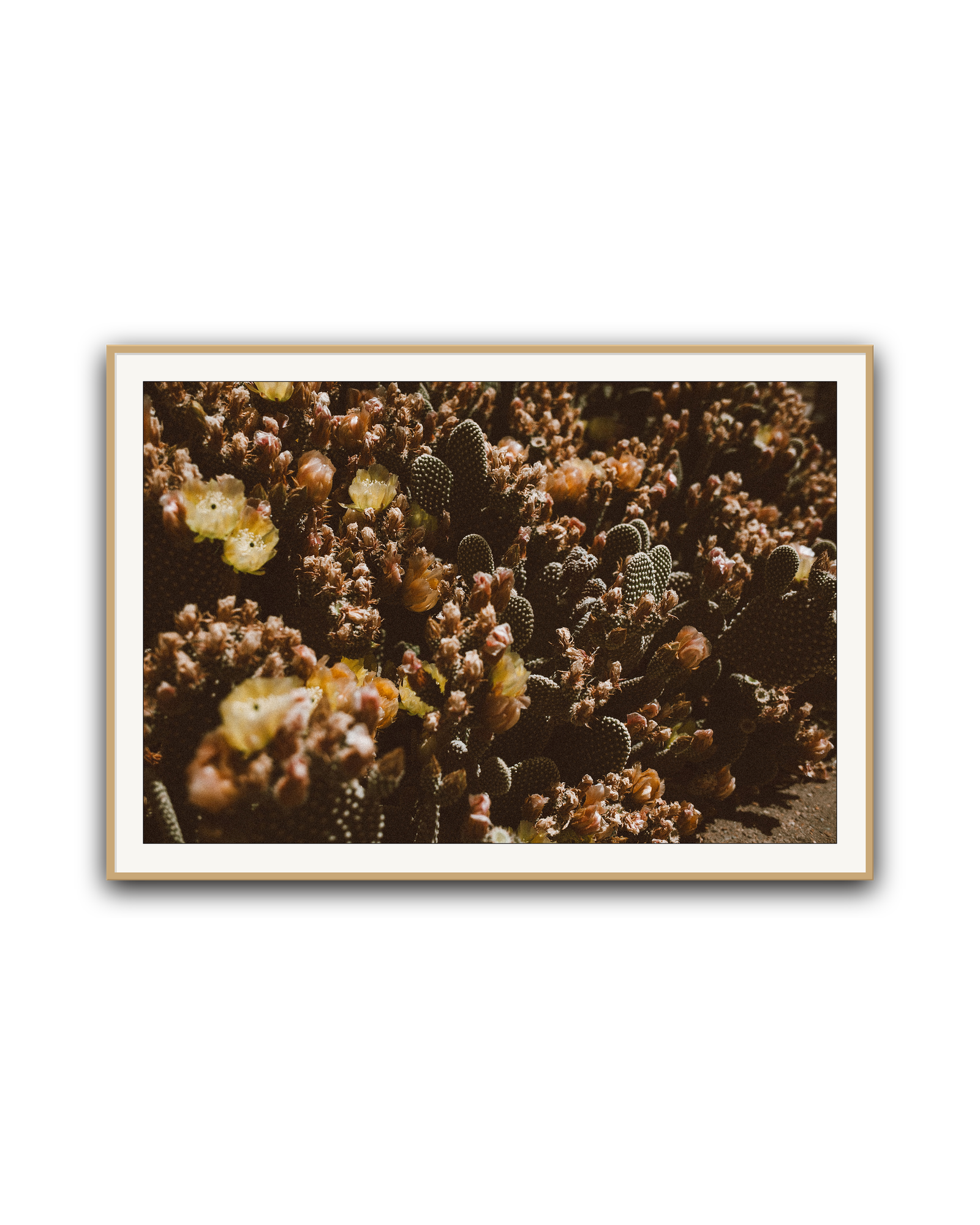 desert-garden-oak-matted.png