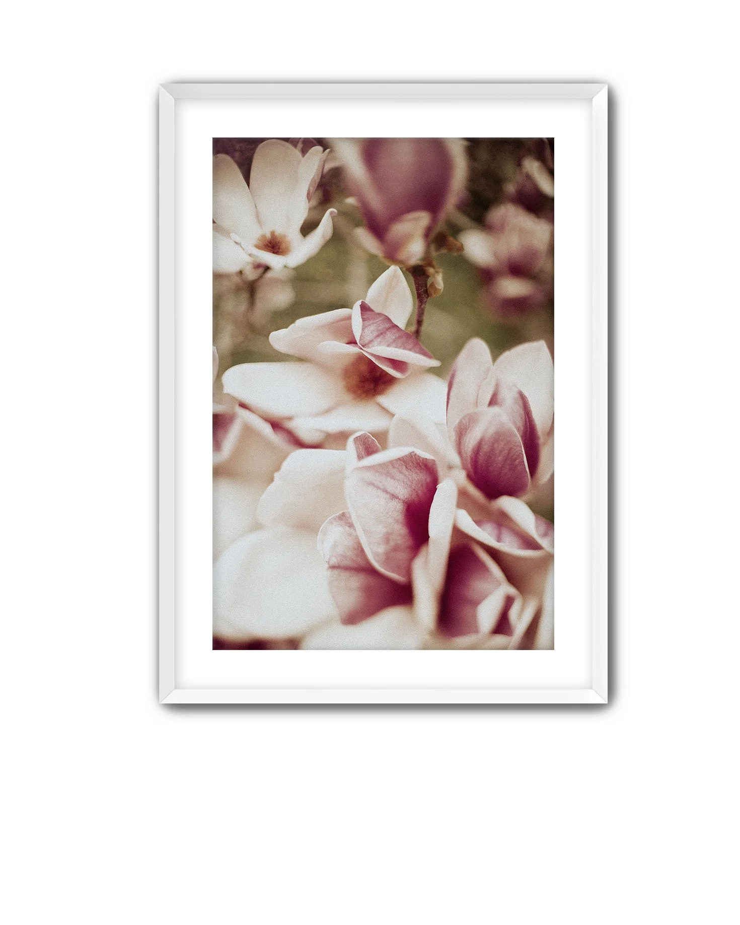 White Frame Magnolia 12.jpg