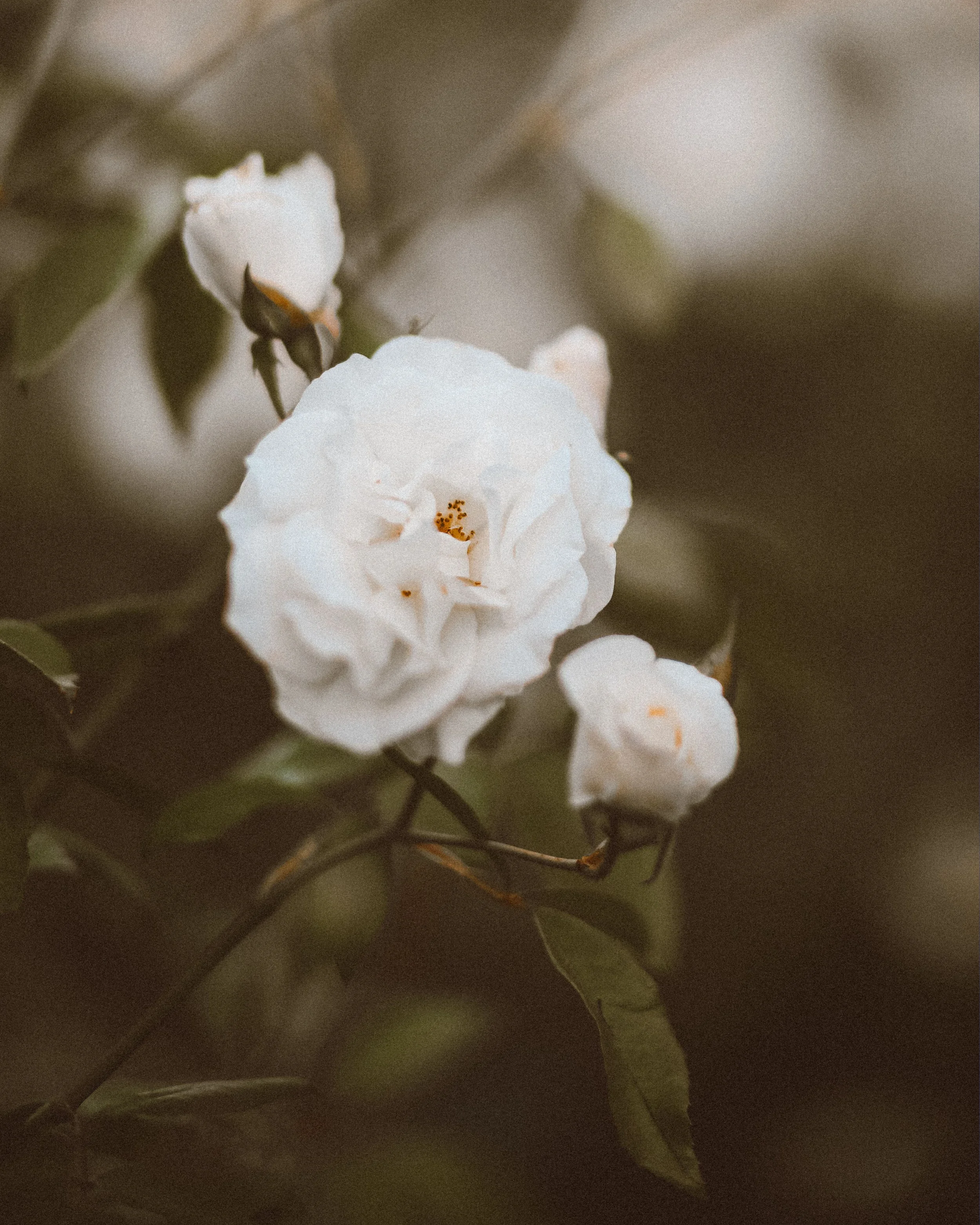 Roses-10.jpg