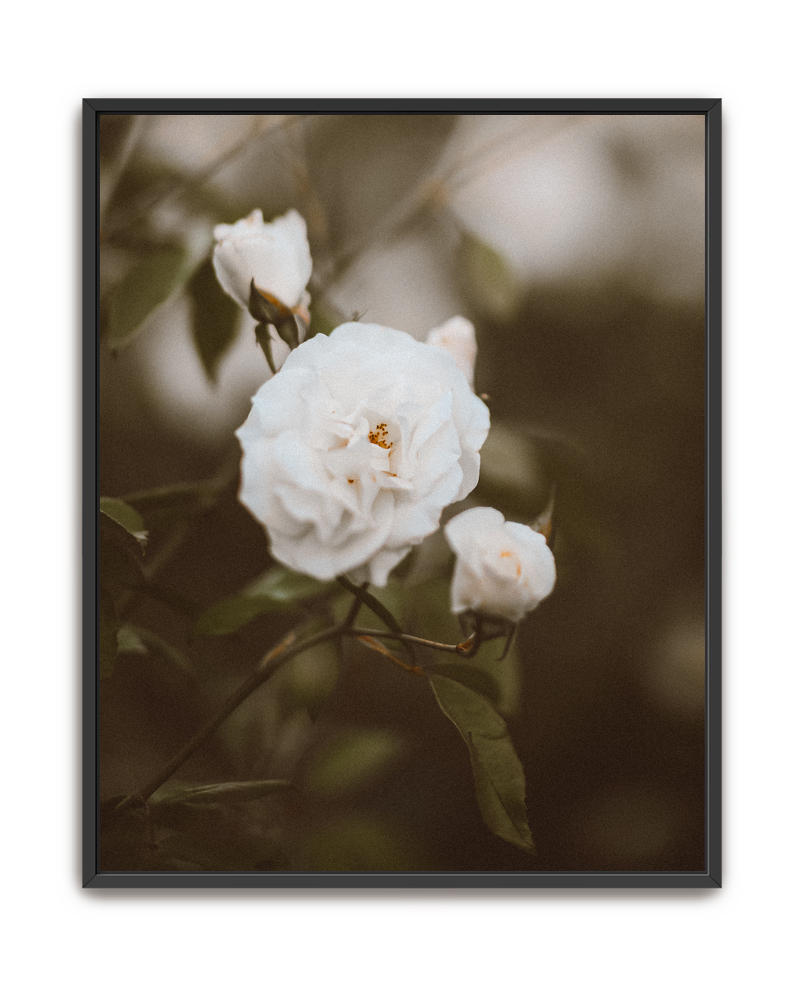 hushed-bloom-black-canvas.png