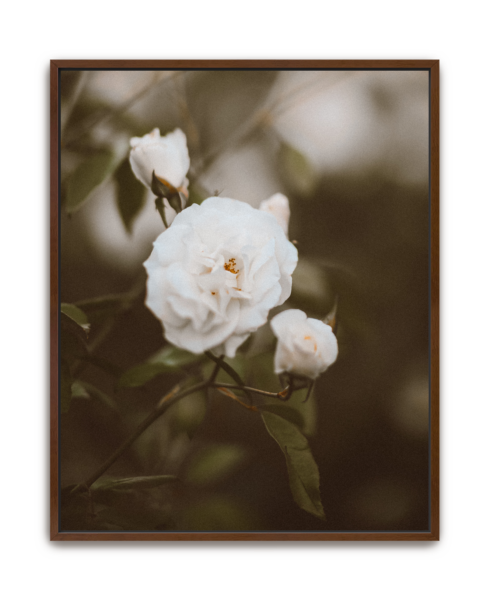 hushed-bloom-walnut-canvas.png