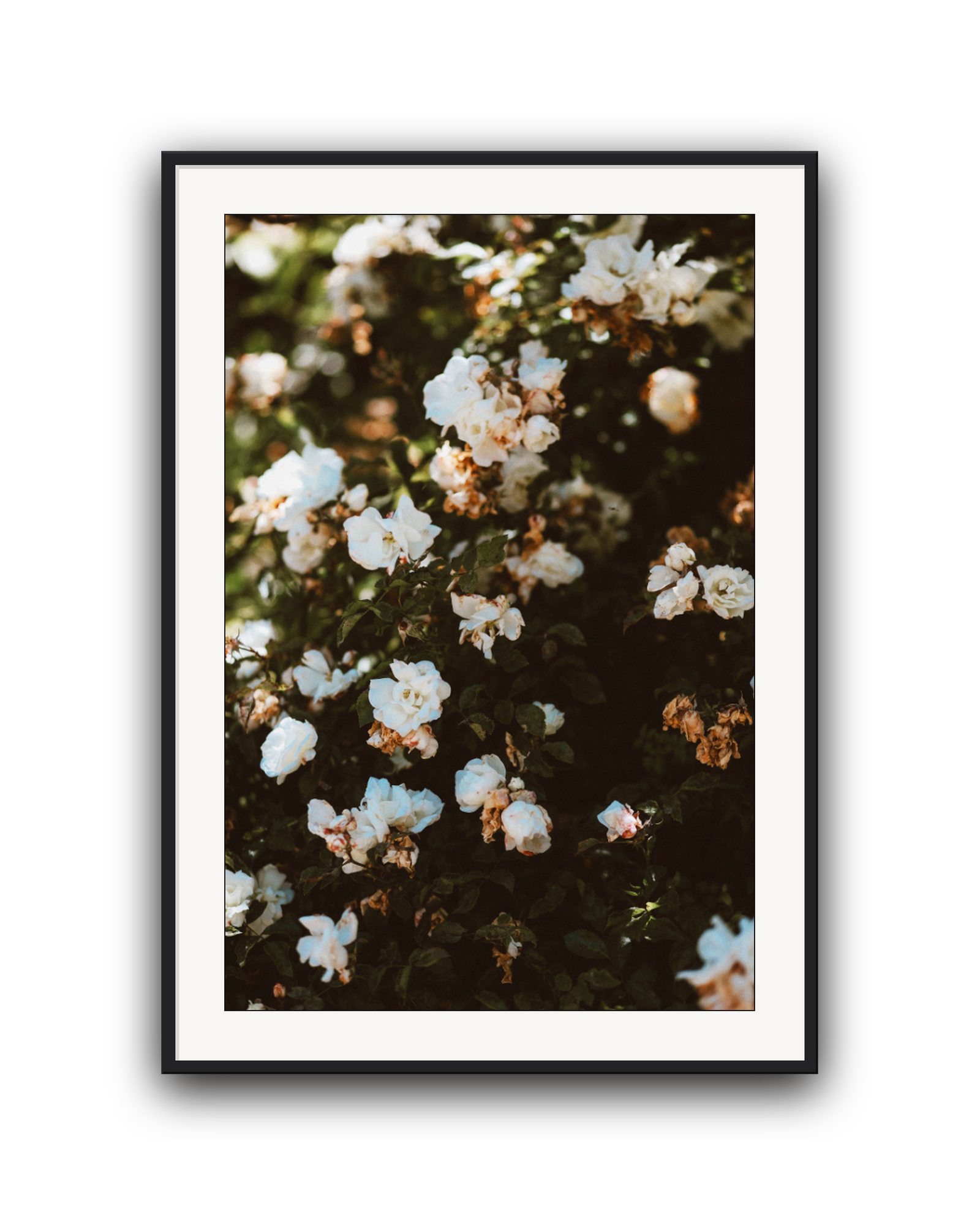 wild-white-black-matted.png