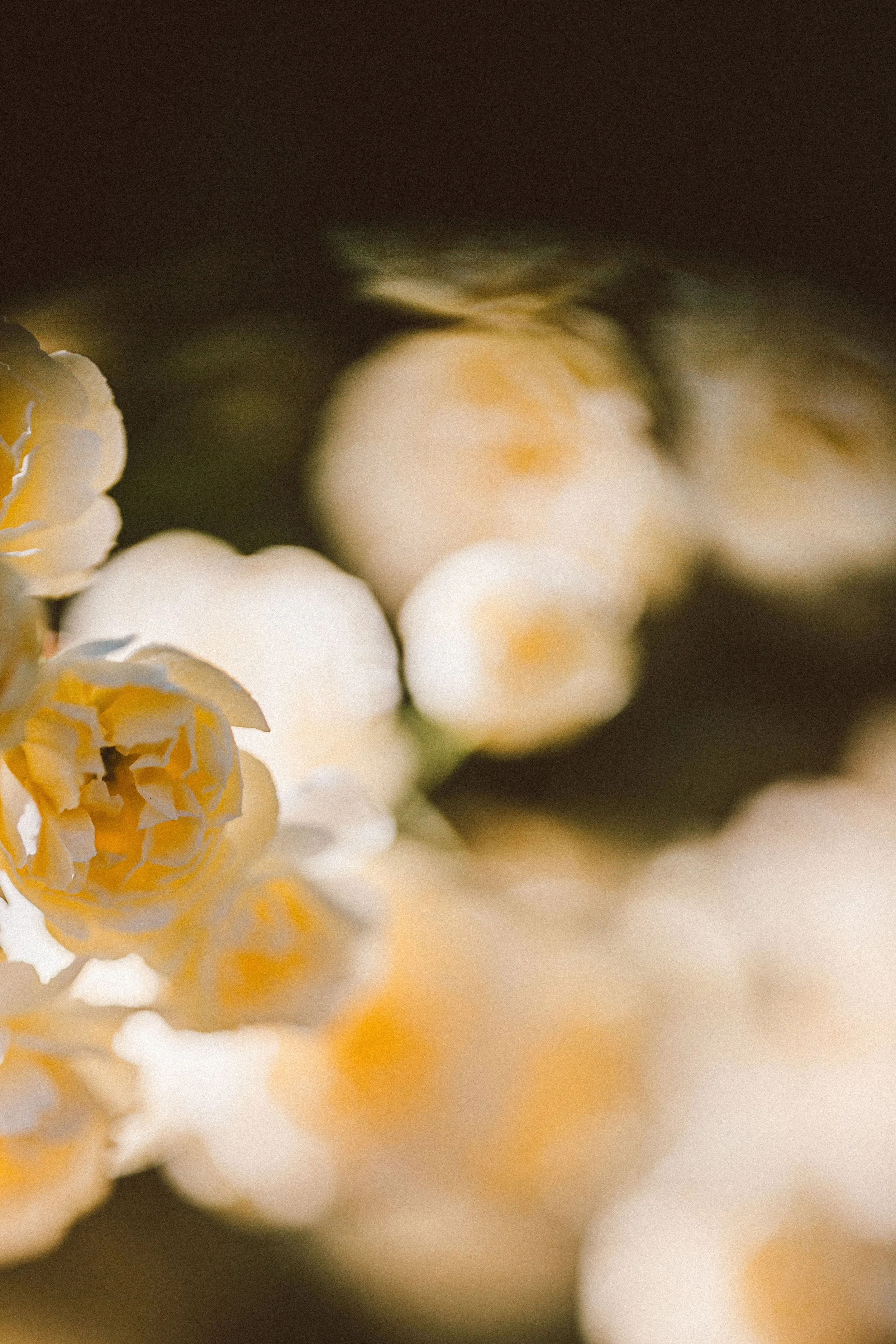 Sunshine Roses-12.jpg