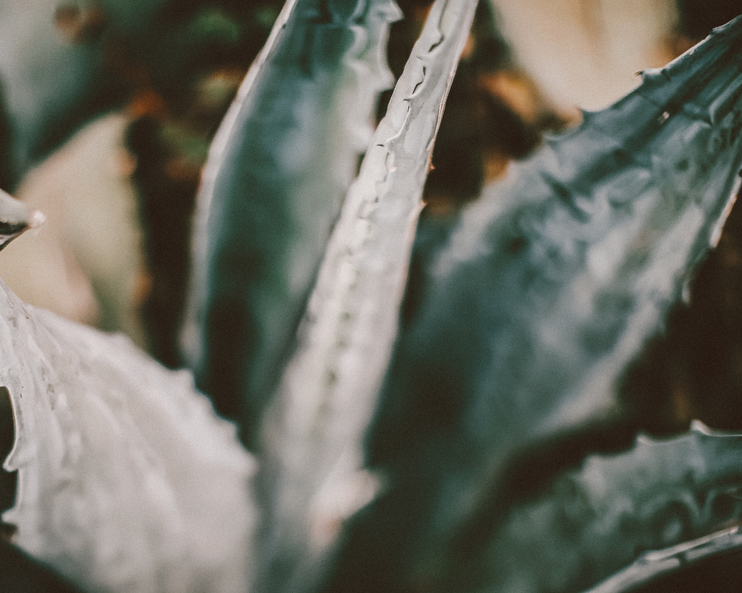 blue-agave-hero.png
