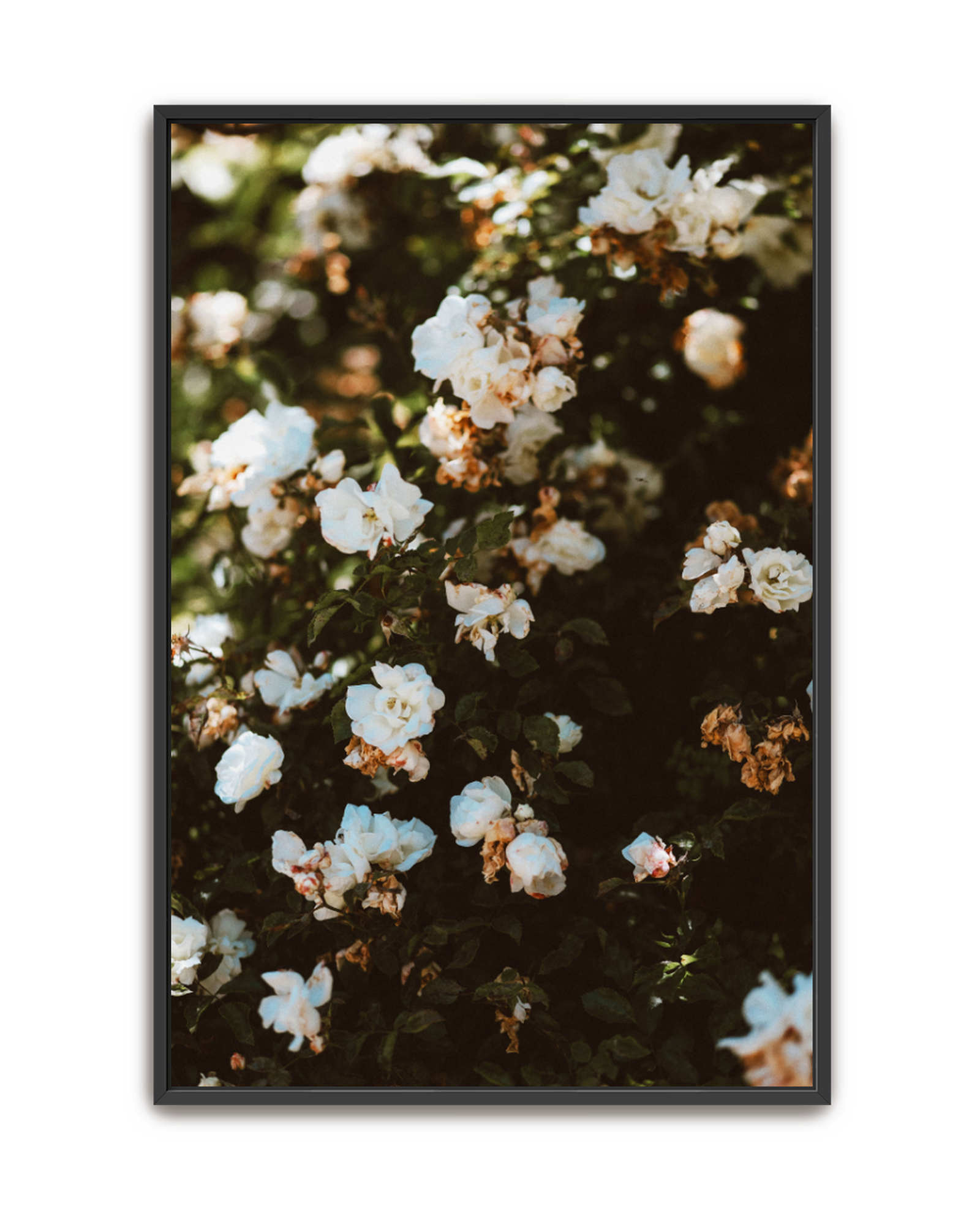 wild-white-black-canvas.png