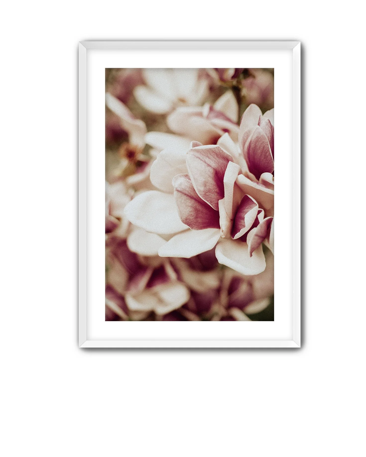 White Frame Magnolia 10.jpg