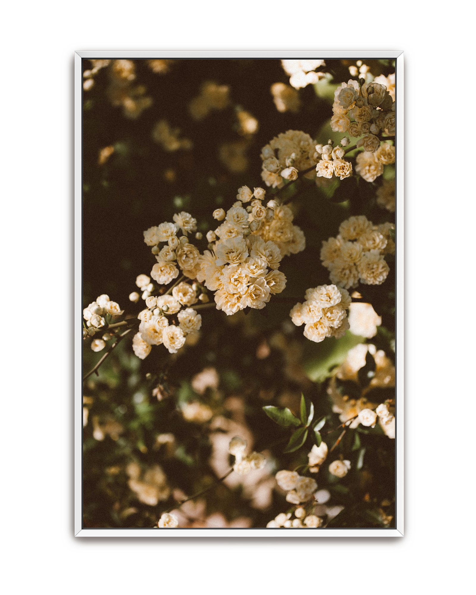wandering-vine-white-canvas.png