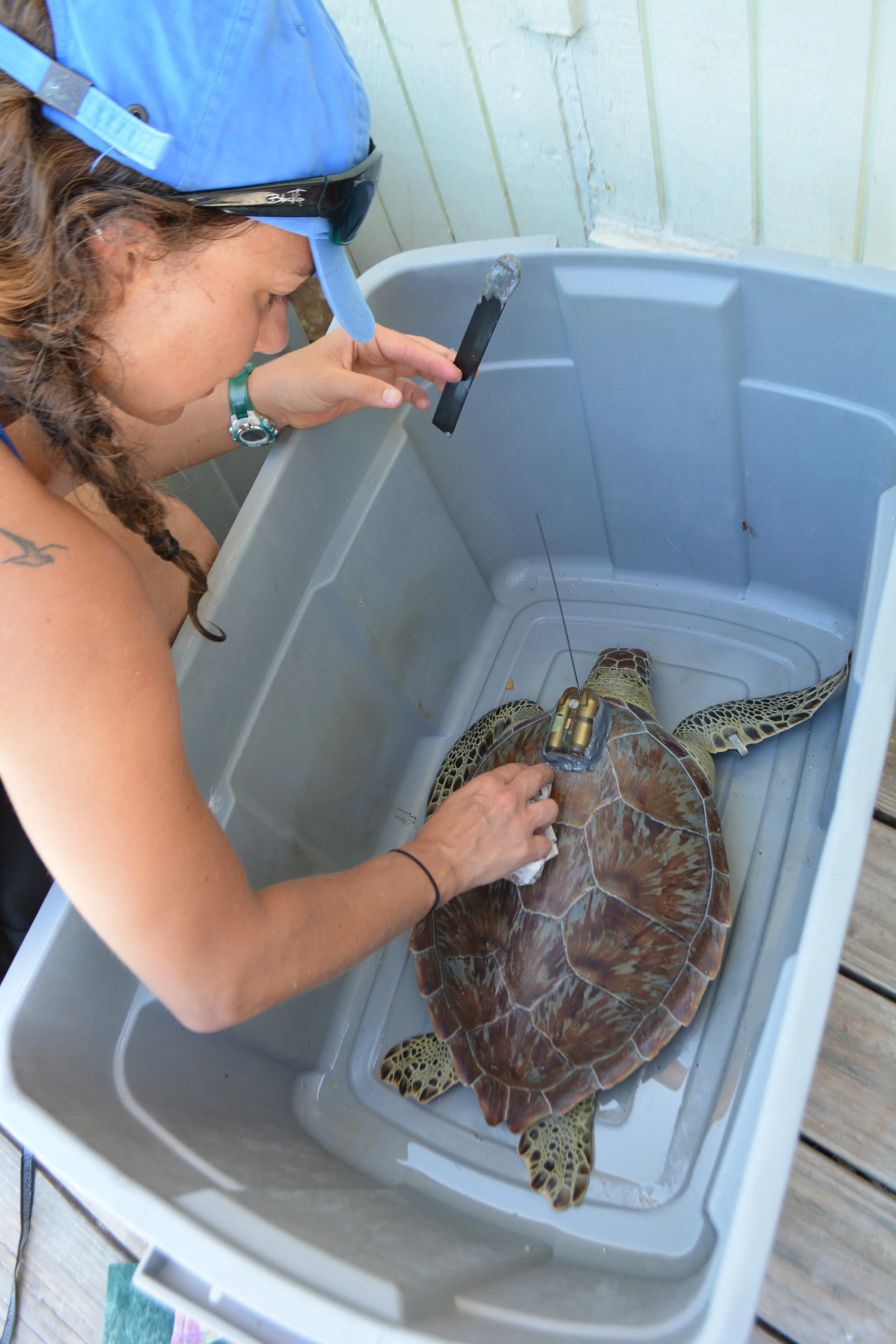 Annie Guttridge - Dr Tristan Guttridge - Saving the Blue - Silent Hunter Group - Sharks - Shark - Hammerhead - The Bahamas - Andros - Shark Diving - Underwater Photography - Photographer - Eco Tourism -Hammerhead - Turtle - Shark Research - Science