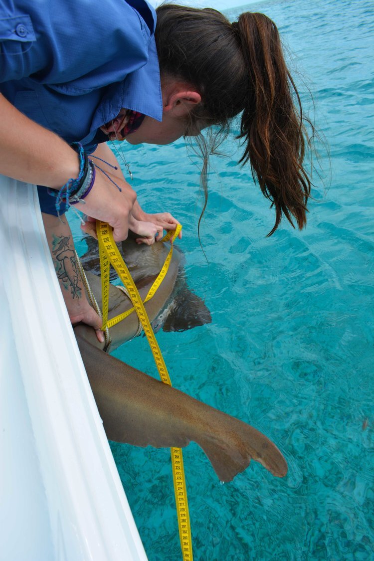 Annie Guttridge - Dr Tristan Guttridge - Saving the Blue - Silent Hunter Group - Sharks - Shark - Hammerhead - The Bahamas - Andros - Shark Diving - Underwater Photography - Photographer - Eco Tourism -Hammerhead - Shark Research - Science - Shark Ta