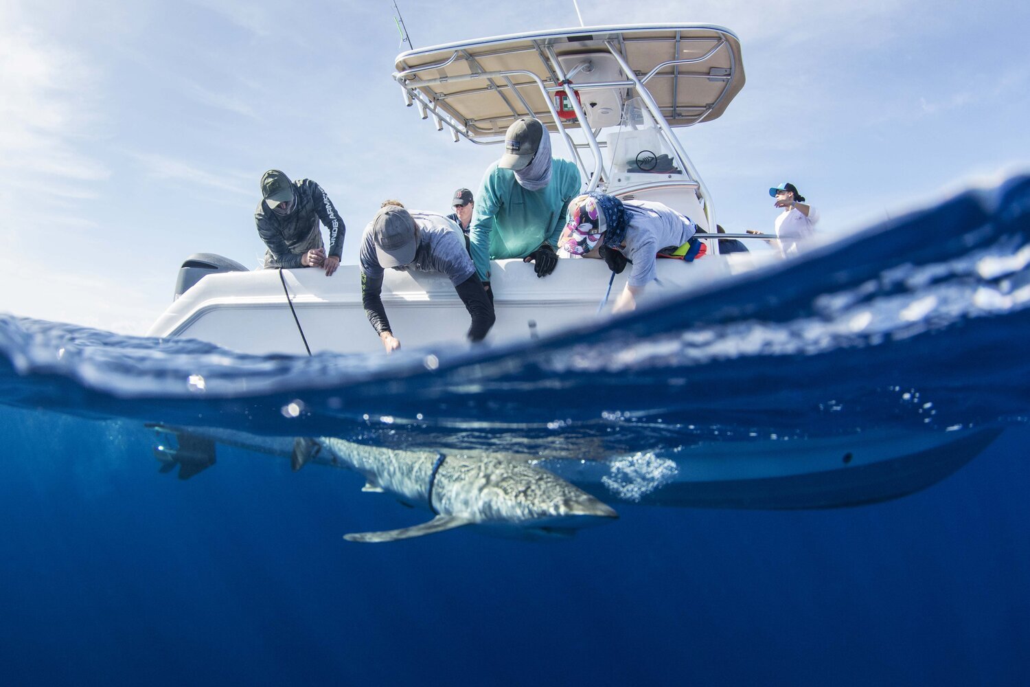 Annie Guttridge - Dr Tristan Guttridge - Saving the Blue - Silent Hunter Group - Sharks - Shark - Hammerhead - The Bahamas - Andros - Shark Diving - Underwater Photography - Photographer - Eco Tourism -Hammerhead - Shark Research - Science - Shark Ta