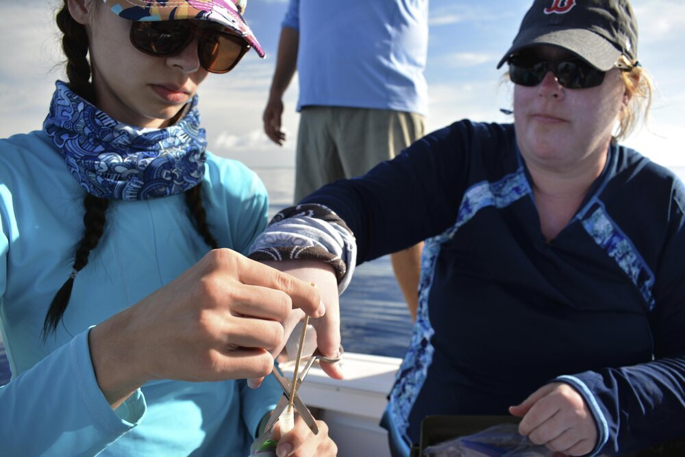 Annie Guttridge - Dr Tristan Guttridge - Saving the Blue - Silent Hunter Group - Sharks - Shark - Hammerhead - The Bahamas - Andros - Shark Diving - Underwater Photography - Photographer - Eco Tourism -Hammerhead - Shark Research - Science - Shark Ta