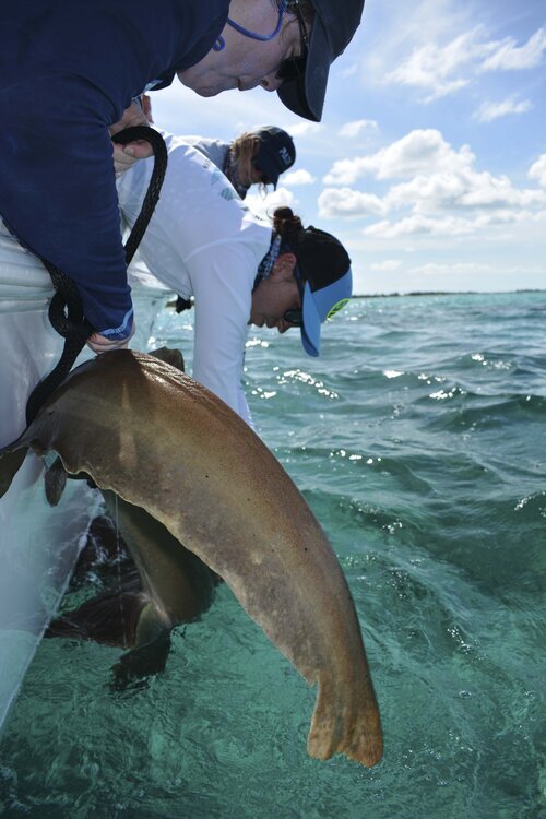Annie Guttridge - Dr Tristan Guttridge - Saving the Blue - Silent Hunter Group - Sharks - Shark - Hammerhead - The Bahamas - Andros - Shark Diving - Underwater Photography - Photographer - Eco Tourism -Hammerhead - Shark Research - Science - Shark Ta