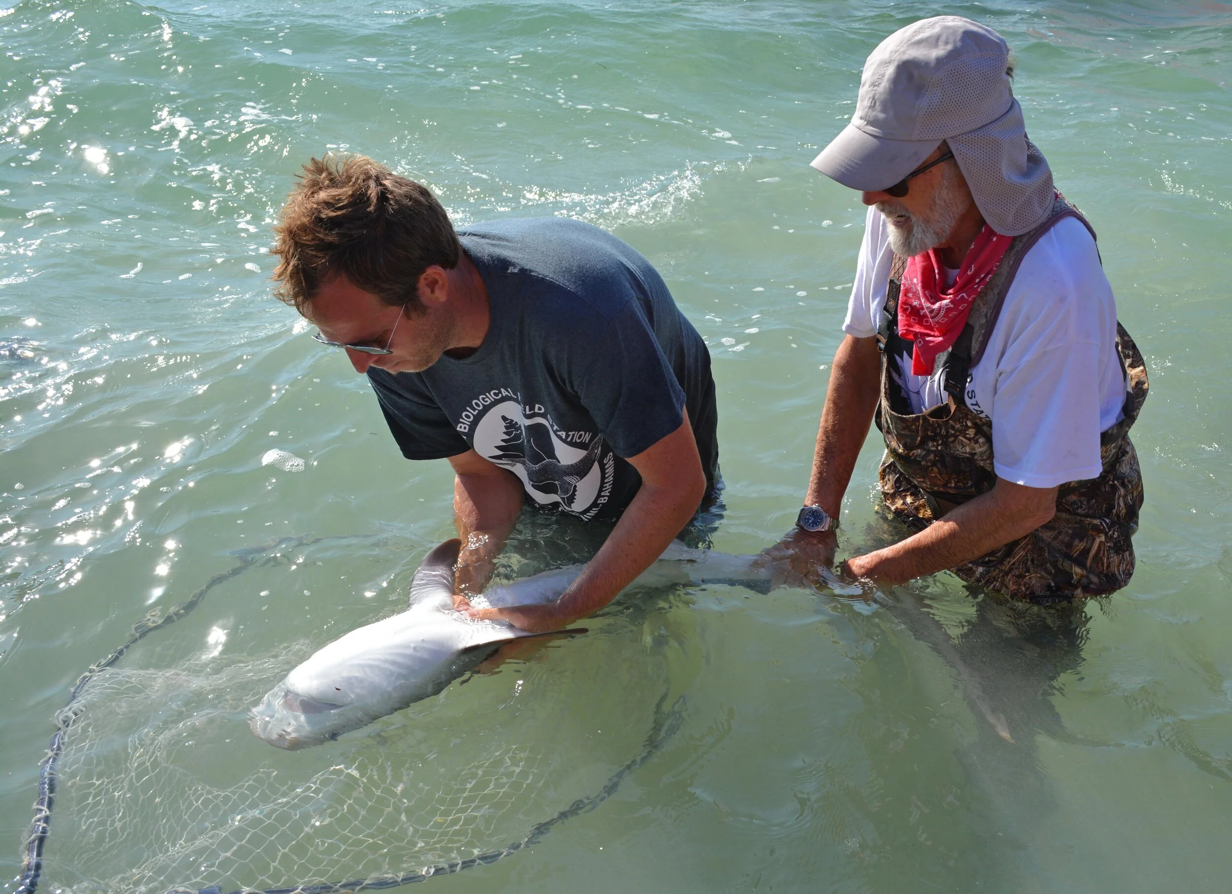Annie Guttridge - Dr Tristan Guttridge - Saving the Blue - Silent Hunter Group - Sharks - Shark - Hammerhead - The Bahamas - Andros - Shark Diving - Underwater Photography - Photographer - Eco Tourism -Hammerhead - Shark Research - Science - Shark Ta