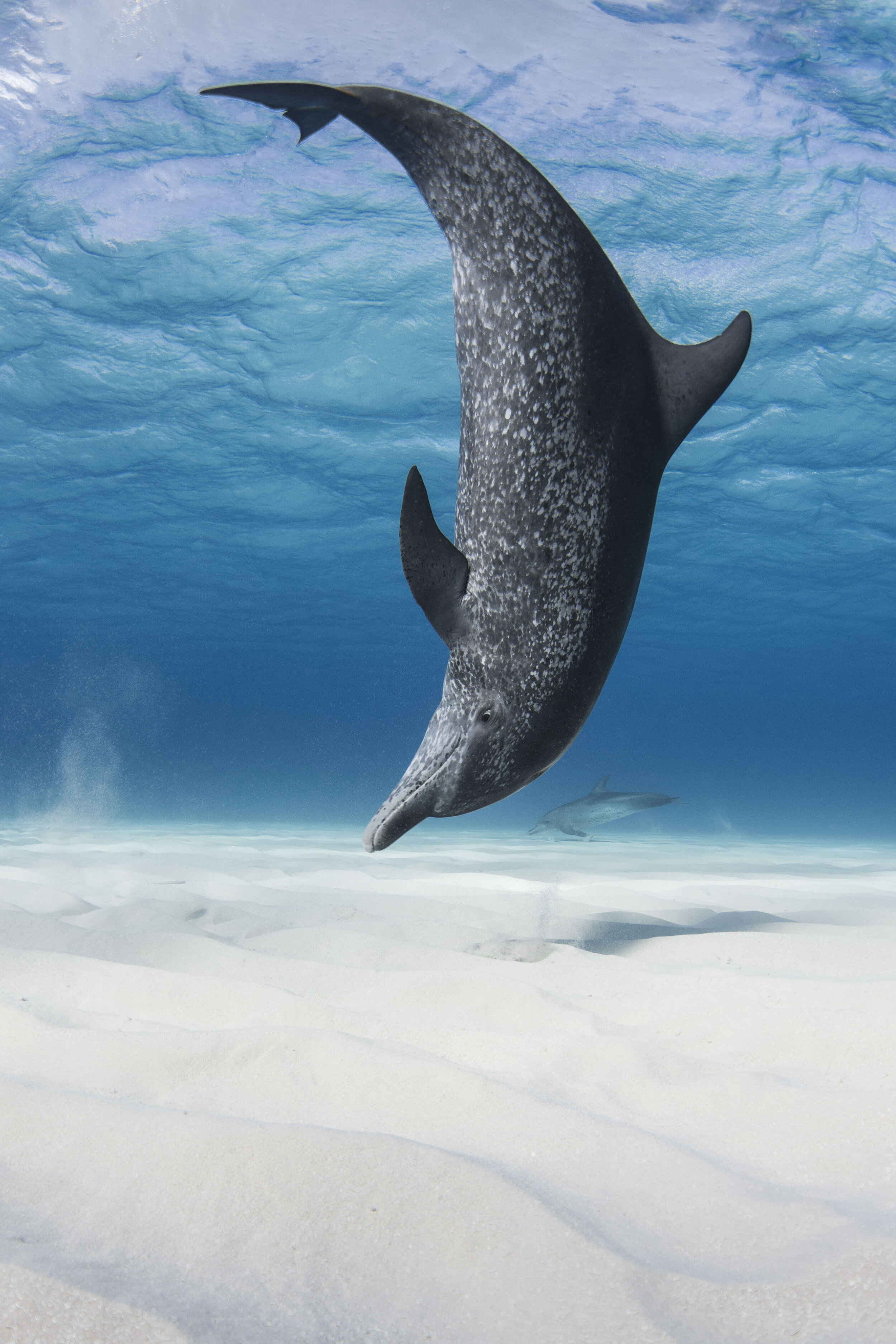 Annie Guttridge - Dr Tristan Guttridge - Saving the Blue - Silent Hunter Group - Sharks - Shark - Hammerhead - The Bahamas - Andros - Shark Diving - Underwater Photography - Photographer - Eco Tourism - Dolphin - Dolphins - Spotted - Bottlenose