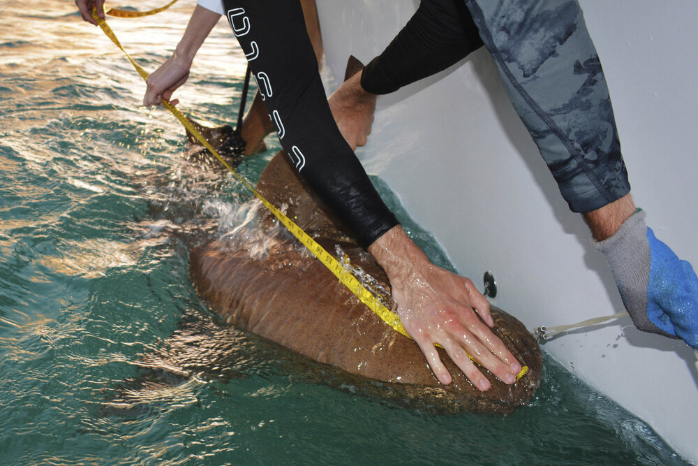 Annie Guttridge - Dr Tristan Guttridge - Saving the Blue - Silent Hunter Group - Sharks - Shark - Hammerhead - The Bahamas - Andros - Shark Diving - Underwater Photography - Photographer - Eco Tourism -Hammerhead - Shark Research - Science - Shark Ta