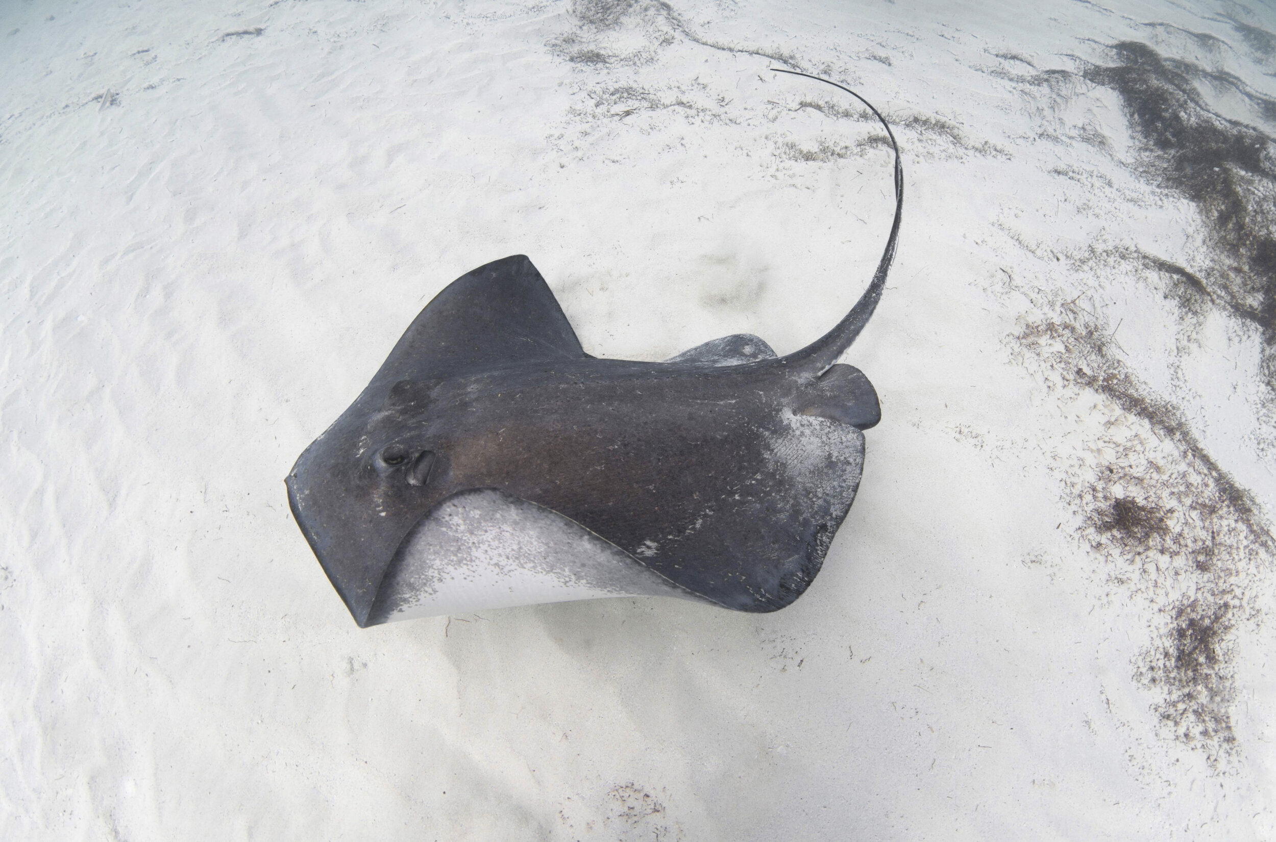 Annie Guttridge - The Bahamas - Bimini - Andros - Shark Diving - Underwater Photography - Photographer - Nature - Wildlife - Sea life - Freediving - Freediver - Southern Stingray - Stingray