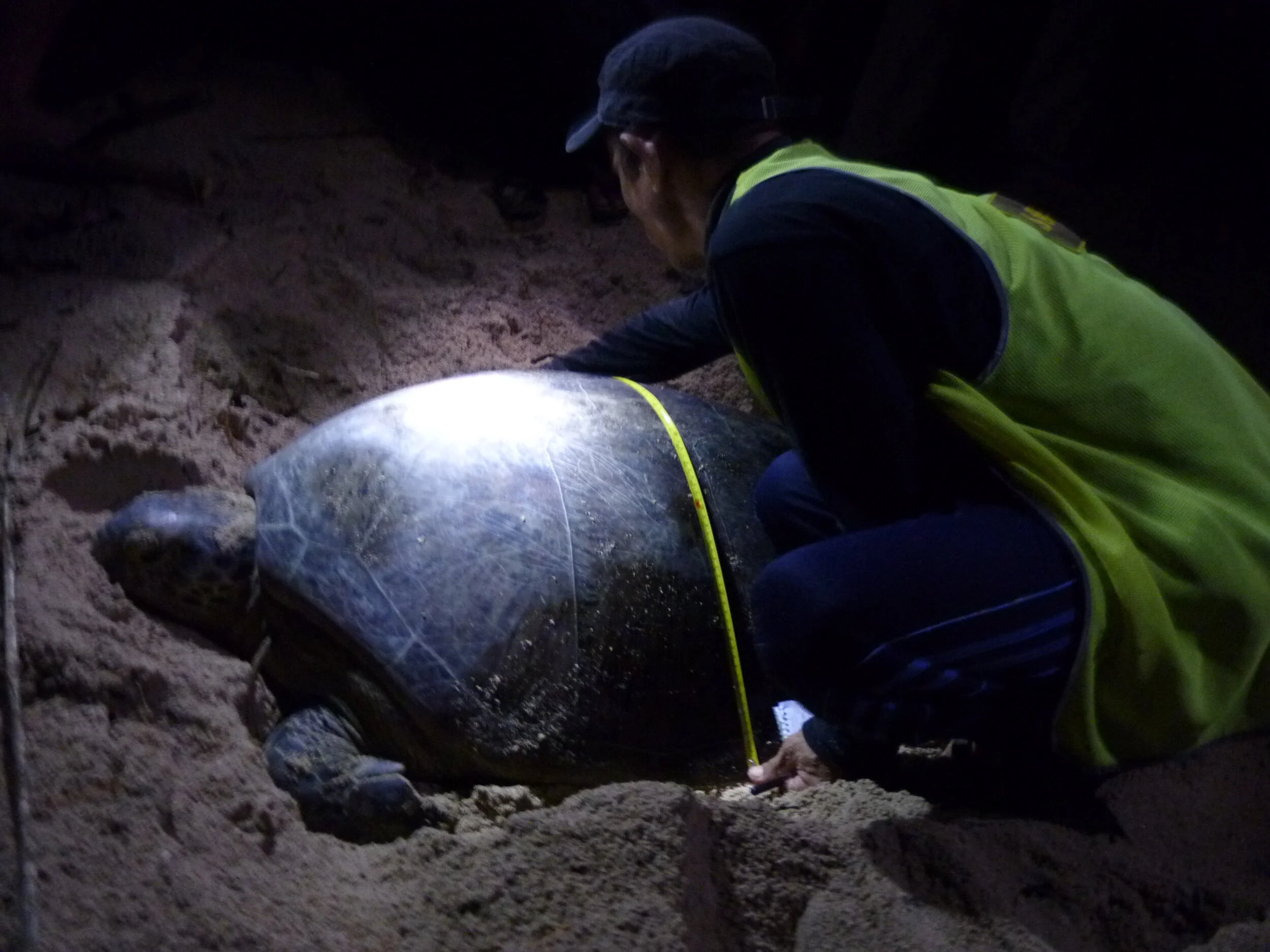 Annie Guttridge - Dr Tristan Guttridge - Saving the Blue - Silent Hunter Group - Sharks - Shark - Hammerhead - The Bahamas - Andros - Shark Diving - Underwater Photography - Photographer - Eco Tourism -Hammerhead - Turtle - Shark Research - Science