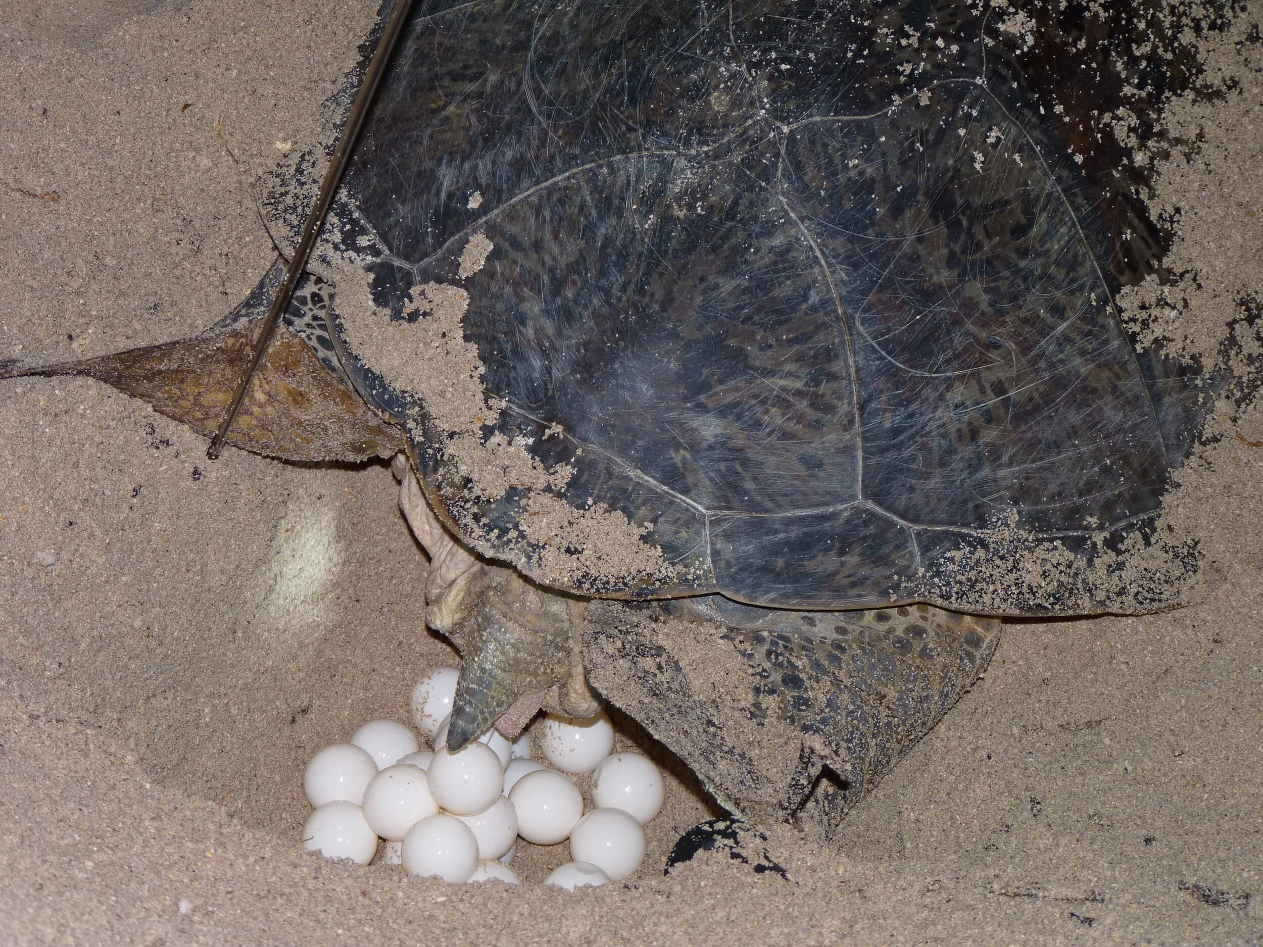 Annie Guttridge - Dr Tristan Guttridge - Saving the Blue - Silent Hunter Group - Sharks - Shark - Hammerhead - The Bahamas - Andros - Shark Diving - Underwater Photography - Photographer - Eco Tourism -Hammerhead - Turtle - Shark Research - Science