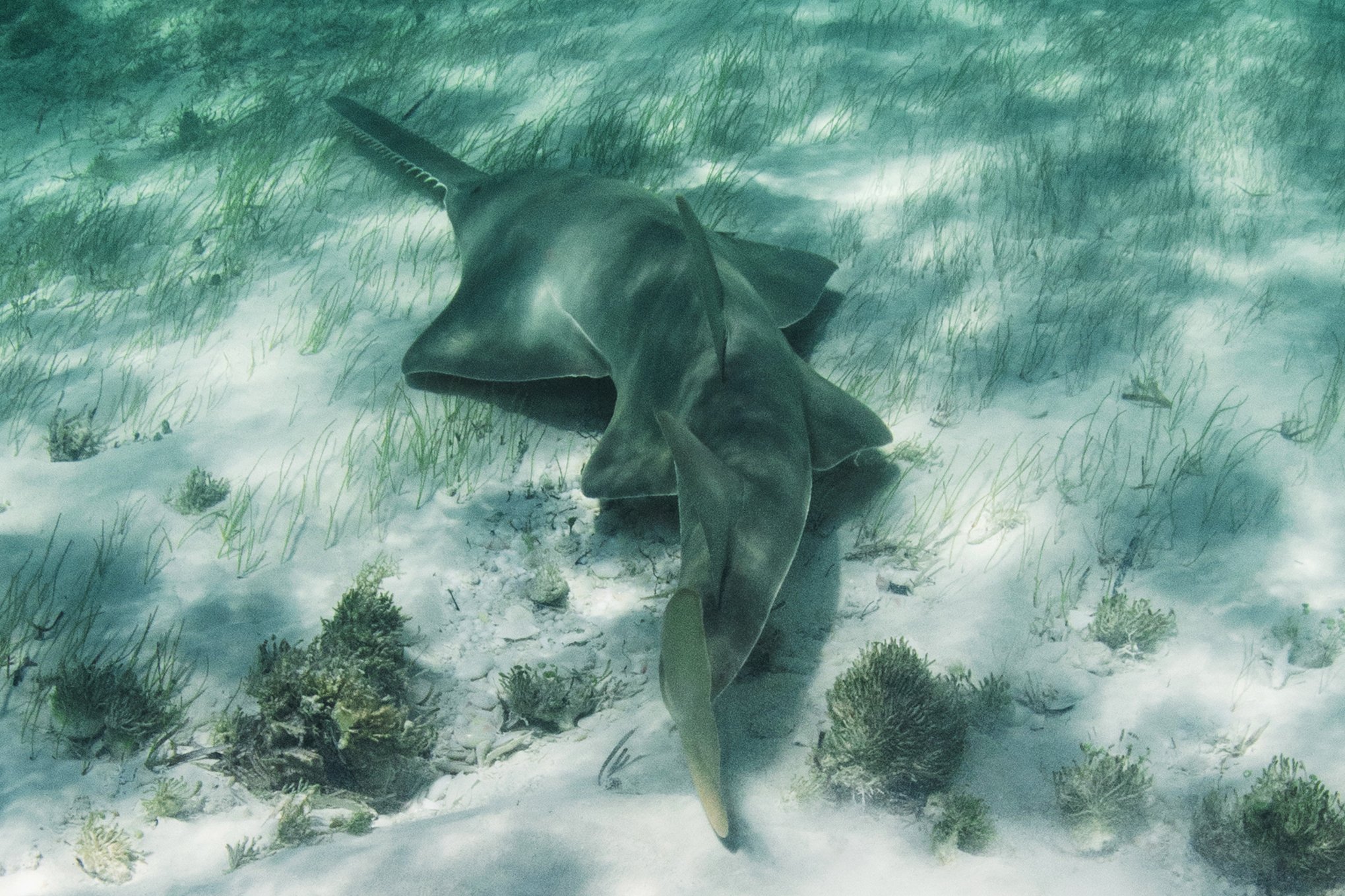 Annie Guttridge - The Bahamas - Bimini - Andros - Shark Diving - Underwater Photography - Photographer - Nature - Wildlife - Sea life - Freediving - Freediver - Sawfish - Smalltooth Sawfish - Critically Endangered - Endangered