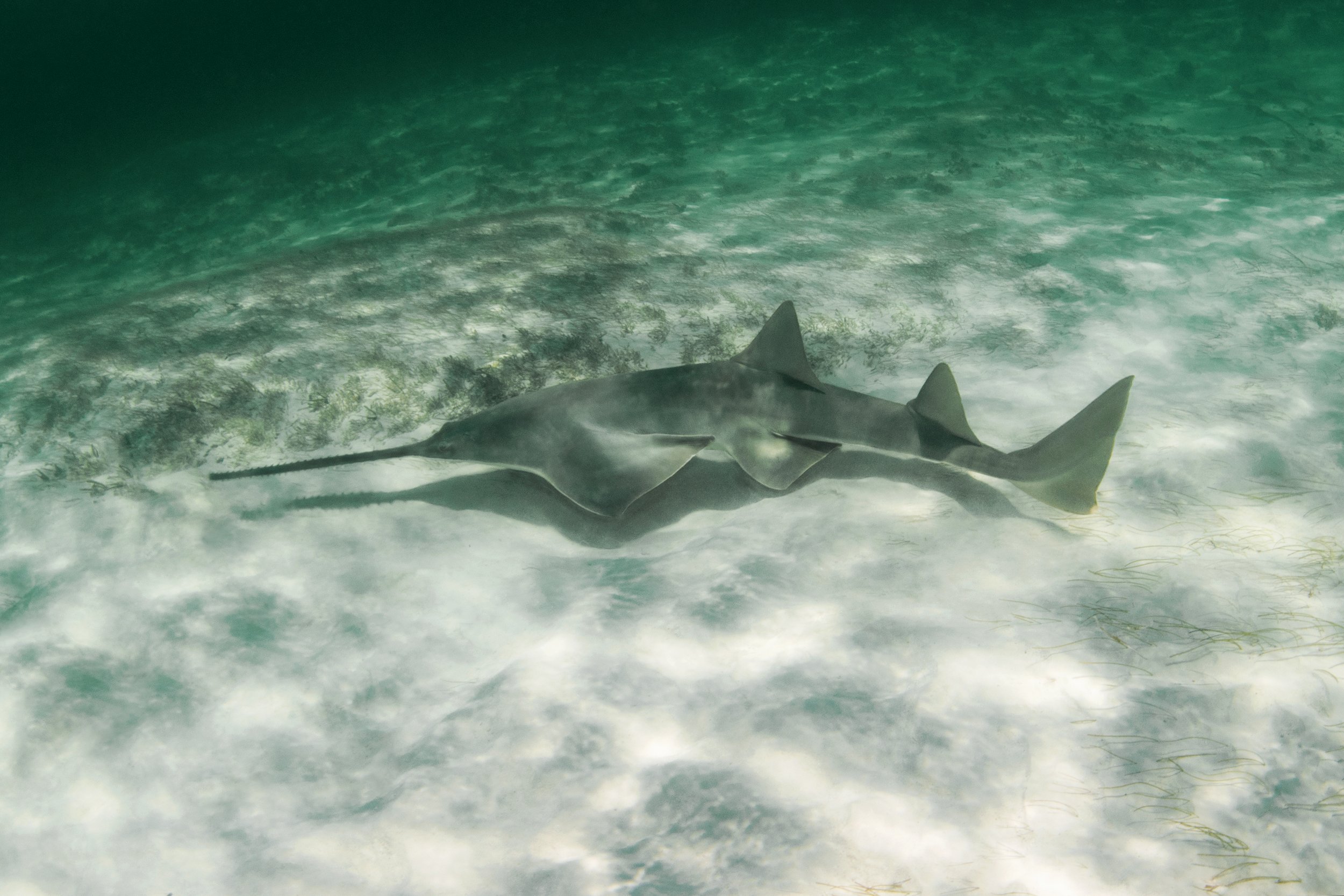 Annie Guttridge - The Bahamas - Bimini - Andros - Shark Diving - Underwater Photography - Photographer - Nature - Wildlife - Sea life - Freediving - Freediver - Sawfish - Smalltooth Sawfish - Critically Endangered - Endangered