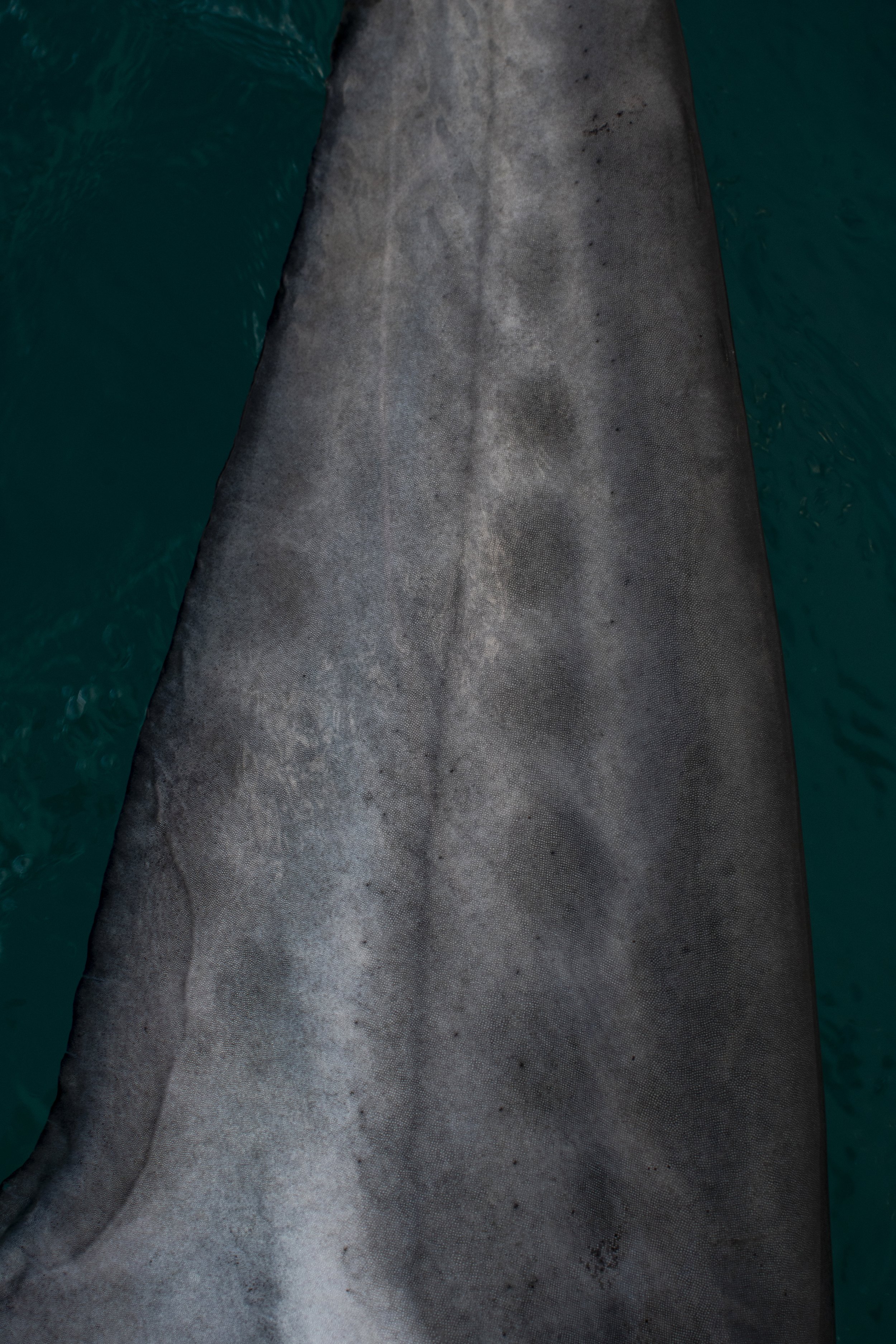 DSC_6335.jpg