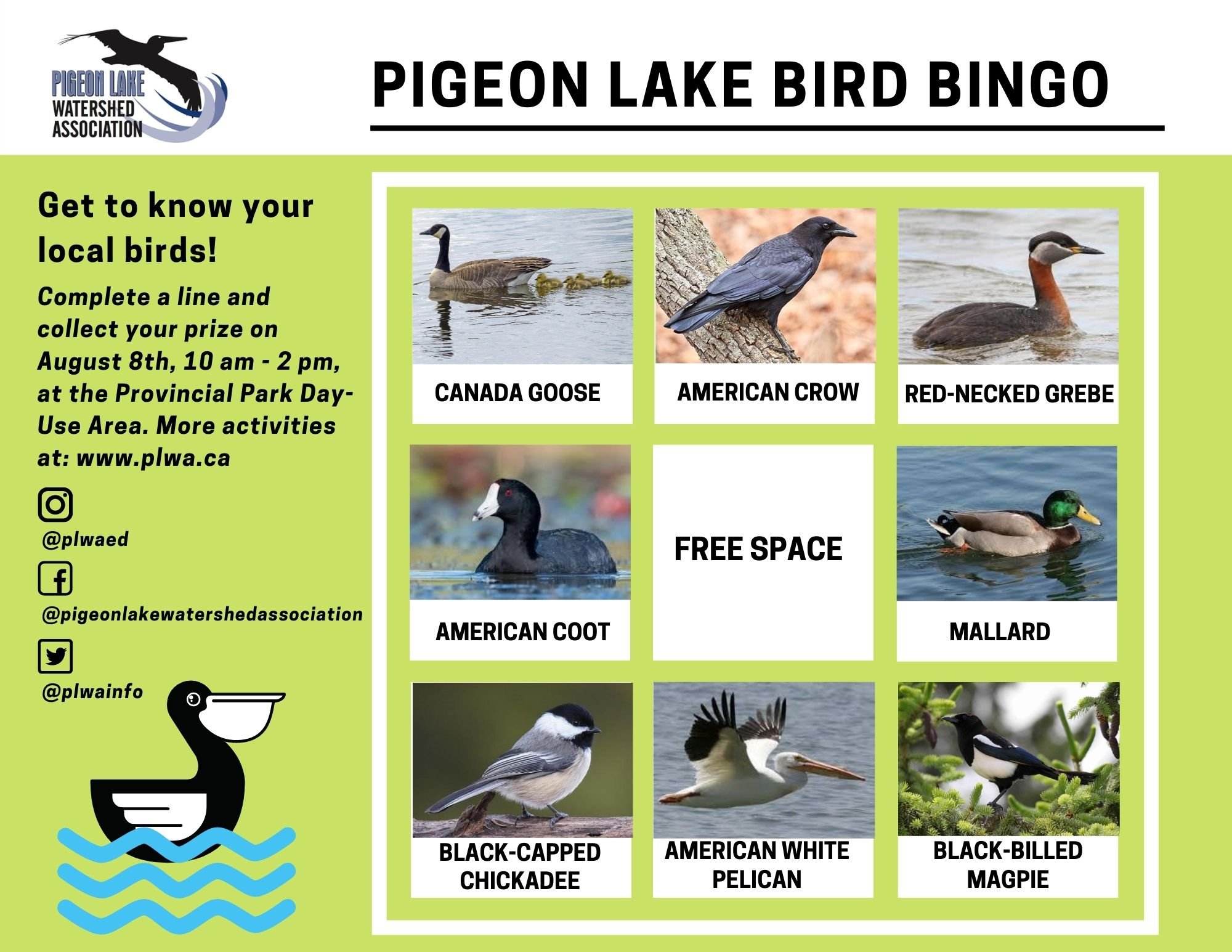 Bird Bingo_11.5 x 8.jpg