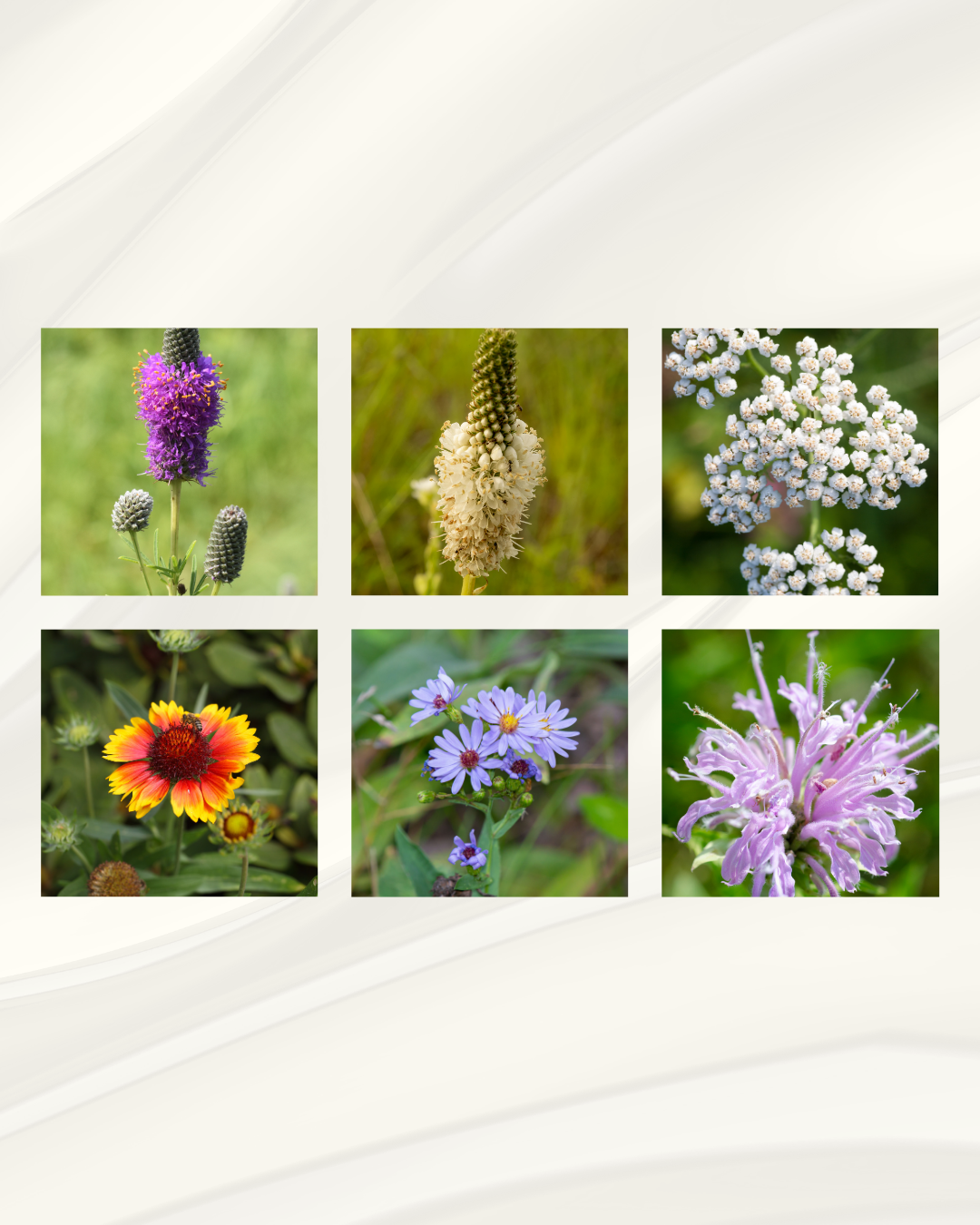 ALCLA Perennial Wildflower Mix