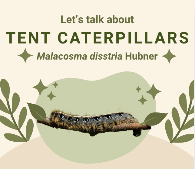 Tent Caterpillars