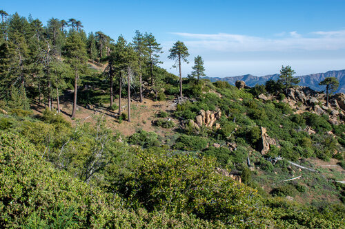 Ecotone between chaparral and mixed-conifer forest in the project area. Photo by Bryant Baker.