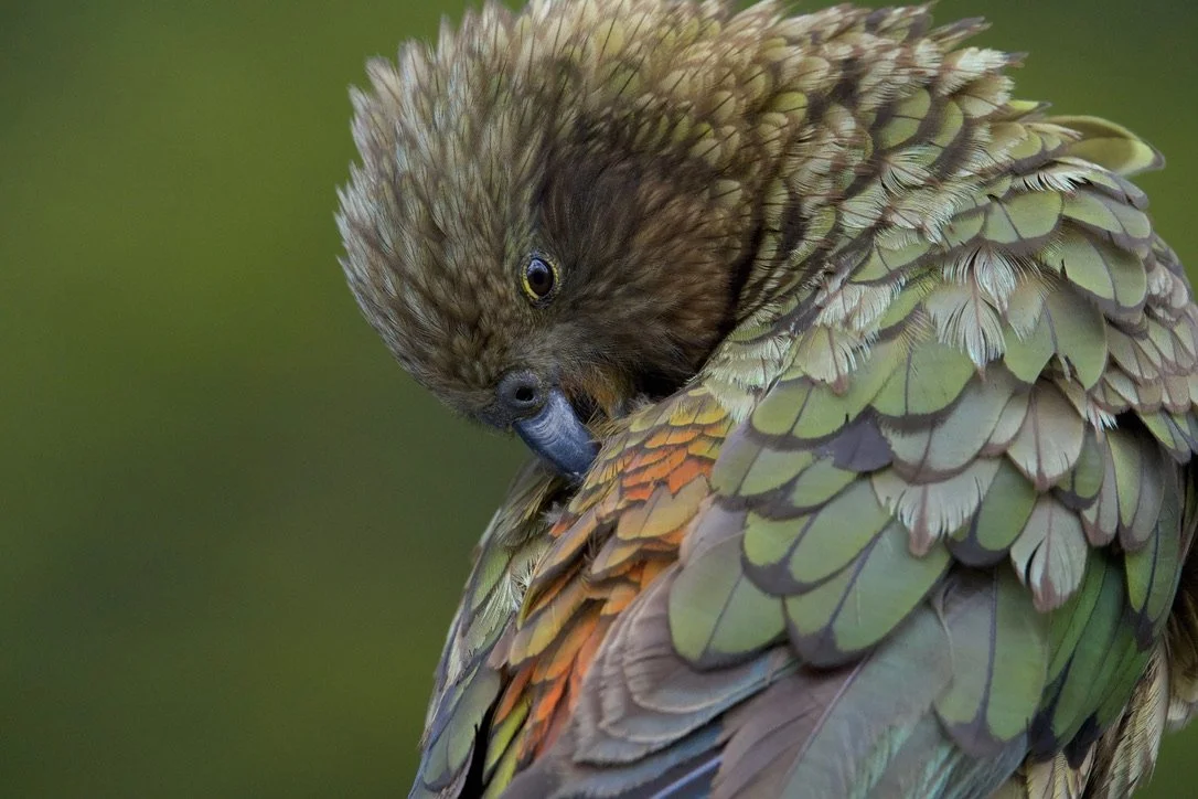 Birds