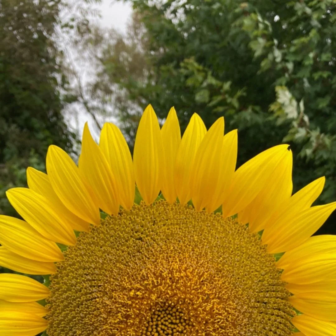 Golden Sunflowers. Golden Moments.