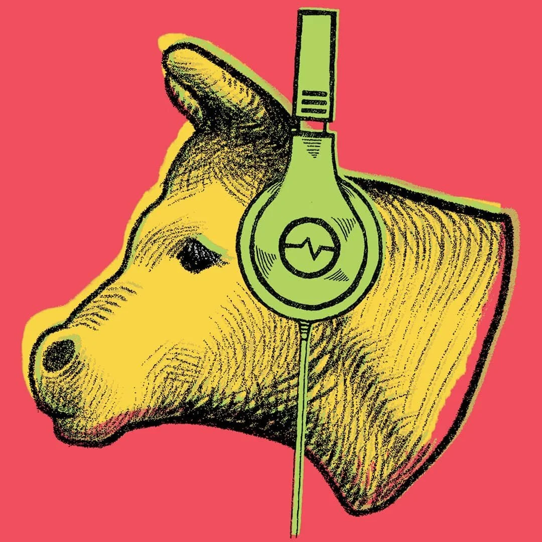   Cow wearing headphones  