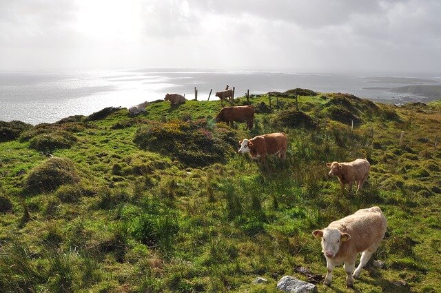 Cows, I win.