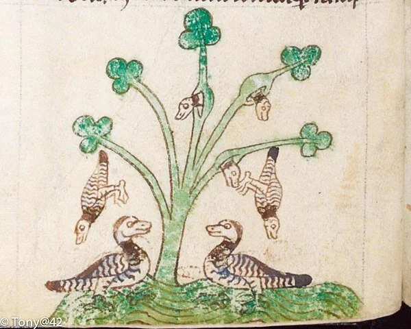  Barnacle geese emerging from barnacles in  Topographia Hibernica , by Gerald of Wales 
