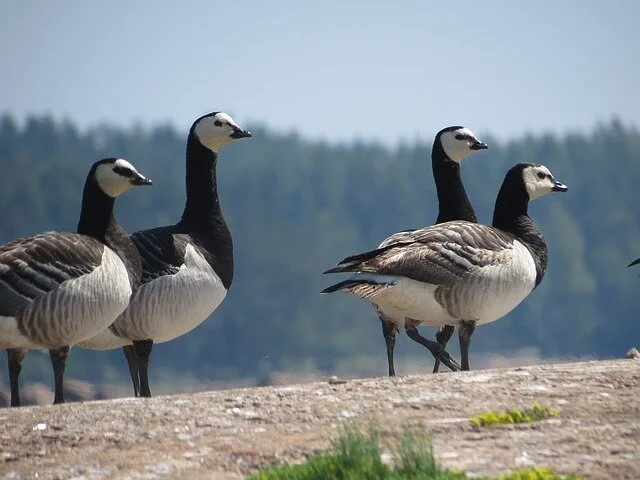  Barnacle Geese 