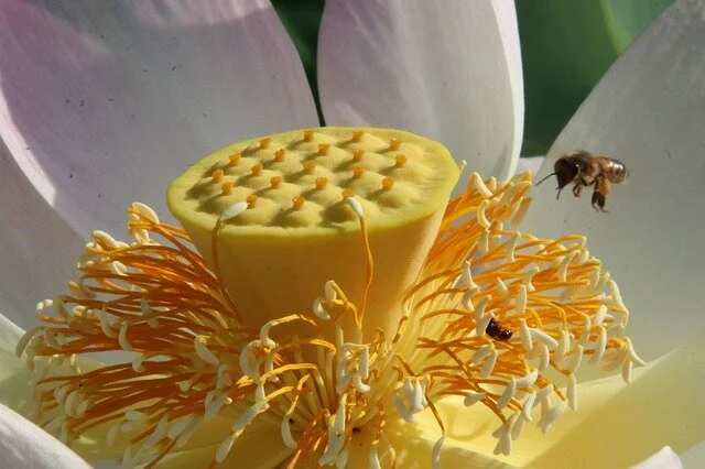Lotus flower and fruit