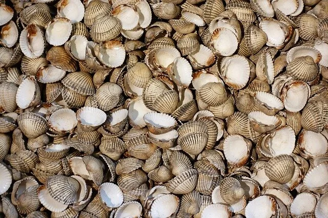 Cockles