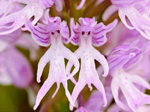  Naked Man Orchid,  orchis italica  