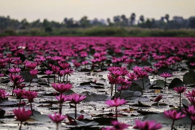   Lotus flowers, floating but not languid 