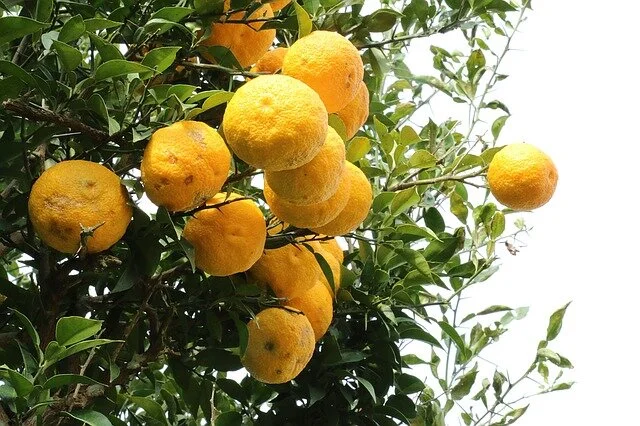  Citrons 
