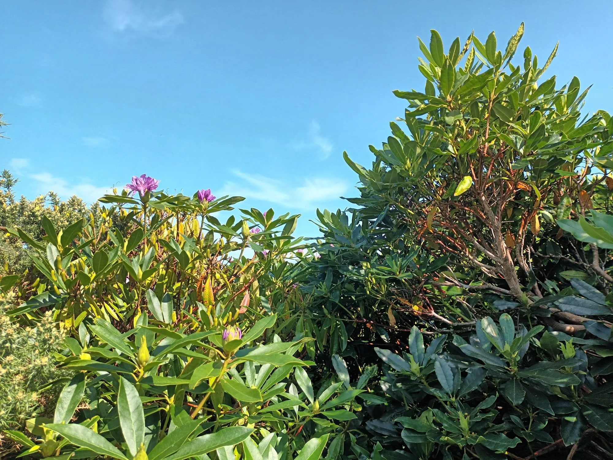  Rhododendrons on Howth 